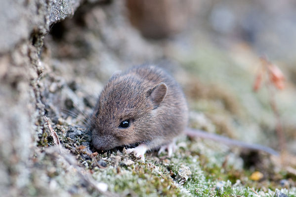 Image:Rat_des_moissons_Micromys_minutus_JJ_Carlier_7493_BR.jpg