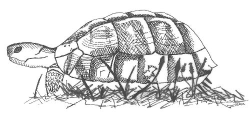 Image:Tortue_d'Hermann_Nicolas_Macaire_BR.jpg