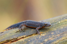 Triton alpestre RSPB images 1045980.jpg