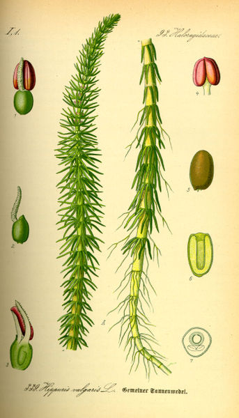 Image:Hippuris_vulgaris.jpg