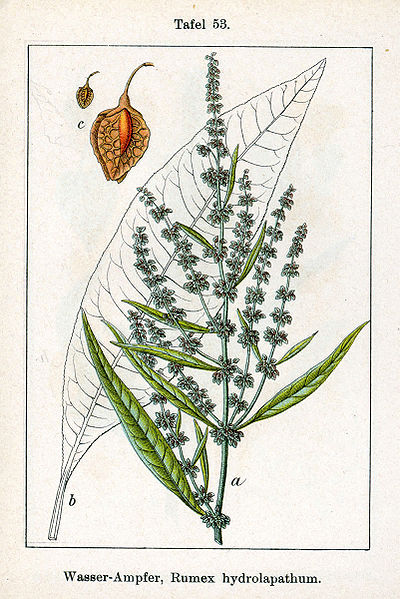 Image:Rumex_hydrolapathum.jpg