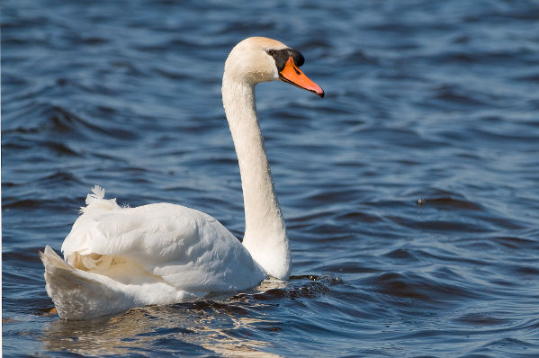 Image:Cygne_tubercule_Cygnus_olor_JJ_Carlier_0954_BR.jpg