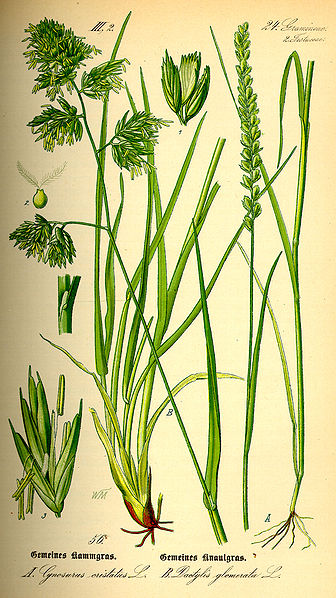 Dactylis glomerata.jpg