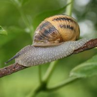 Image:Escargot_des_jardins_Nicolas_MacaireBR.jpg