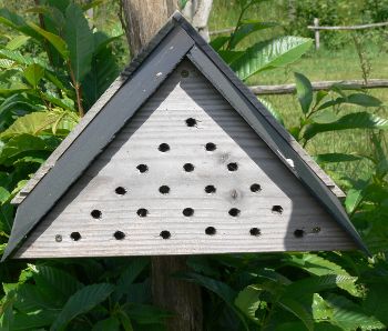 Gîte abeilles solitaires Aymeric DelporteBR.JPG