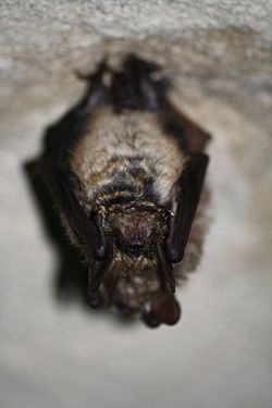 Myotis emarginatus.jpg