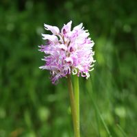 Image:Orchis_simia_4_Nicolas_MacaireBR.jpg