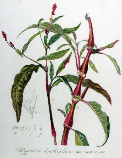 Image:Polygonum_lapathifolium.jpg