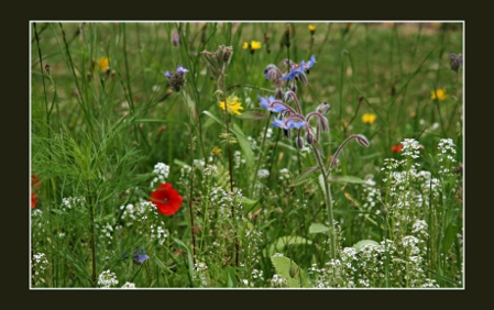 Prairie des Castillons.JPG