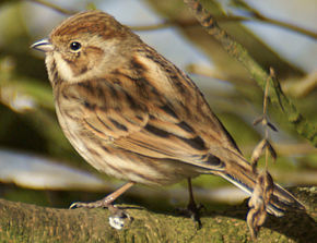 Image:290px-Emberiza_schoeniclus_1.jpg