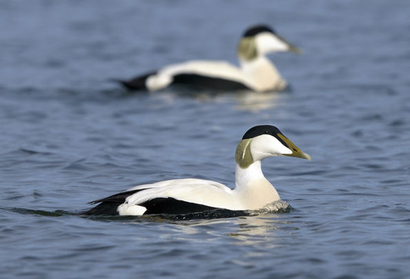 Image:Eider_duvet_Somateria_mollissima_LPO_hte_normandie.jpg