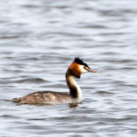 Grebe huppe Podiceps cristatus JJ Carlier 3873 BR.jpg