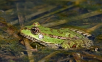 Image:Grenouille_verte_Ch_Aussaguel_1_BR.JPG