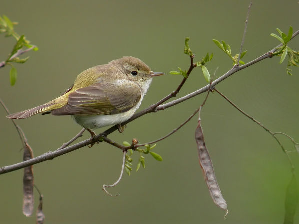 POUILLOT BONELLI6860 BR.jpg