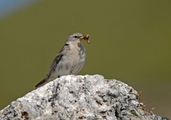 Image:Pipit_spioncelle_15juillet2011_Pyrenees_BR.jpg