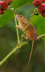 Image:Rat_des_moissons_RSPB_images_1049892.jpg