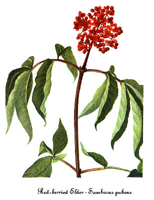 Sambucus racemosa BR.jpg