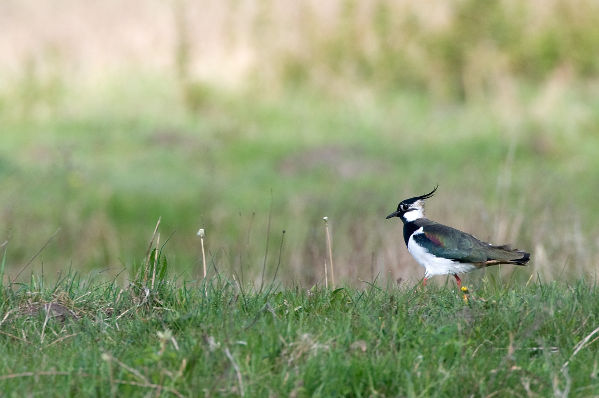 Image:Vanneau_huppe_Vanellus_vanellus_JJ_Carlier_4176_BR.jpg