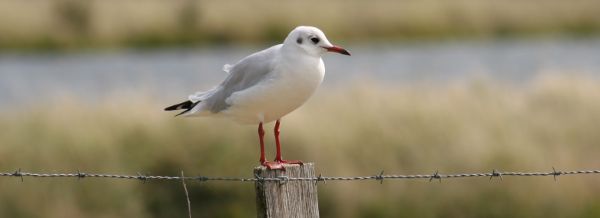 Image:Larus_ridibundus_8_Nicolas_Macaire_bandeau_BR.jpg