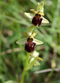 Image:Ophrys_sphegodes_8_Nicolas_MacaireBR.jpg