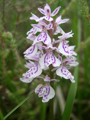 Image:Orchis_tachete_Gilles_Bentz_BR.JPG