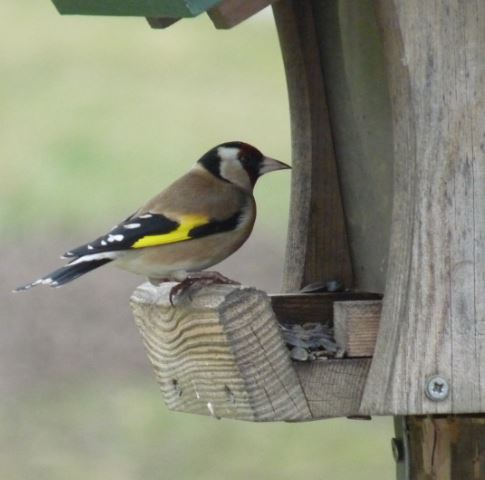 Chardonneret Élégant refuge Andlau.JPG