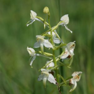 Image:Platanthera_chloranta_Nicolas_Macaire_4283_BR.JPG