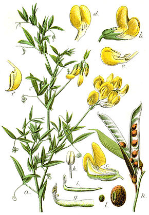 Image:Lathyrus_pratensis.jpg