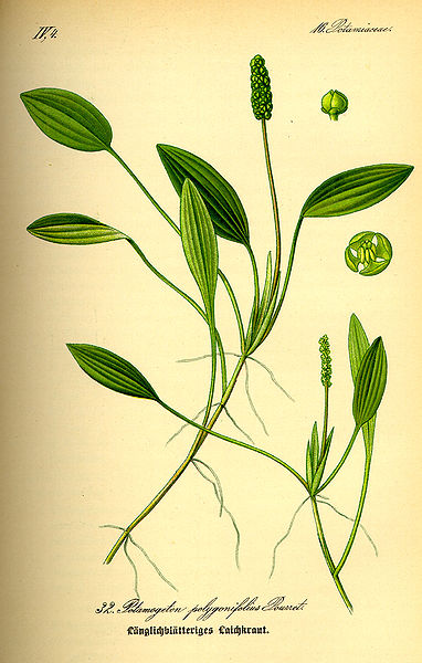 Image:Potamogeton_polygonifolius.jpg