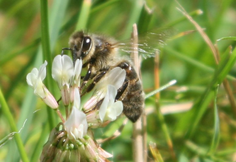 Abeille du Frère Adam dans mon jardin LPO