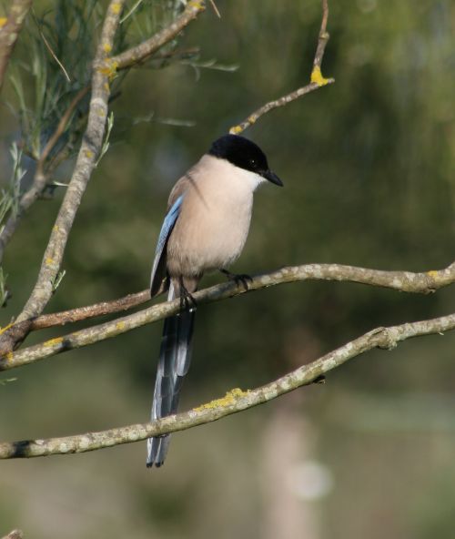 Cyanopica cyana Donana 3 Nicolas MacaireBR.jpg