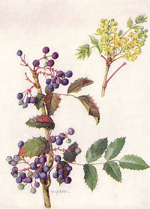 Mahonia aquifolium dessin.jpg