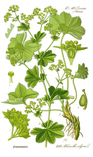 Alchemilla vulgaris.jpg