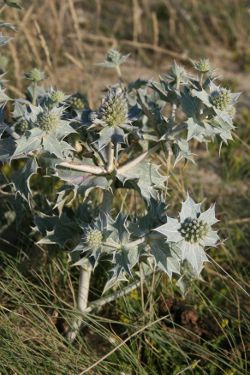 Image:Panicaut_de_mer_Eryngium_maritimum_1_Nicolas_Macaire_BR.jpg