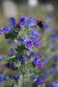 Vipérine Echium vulgare 2 Nicolas MacaireBR.jpg