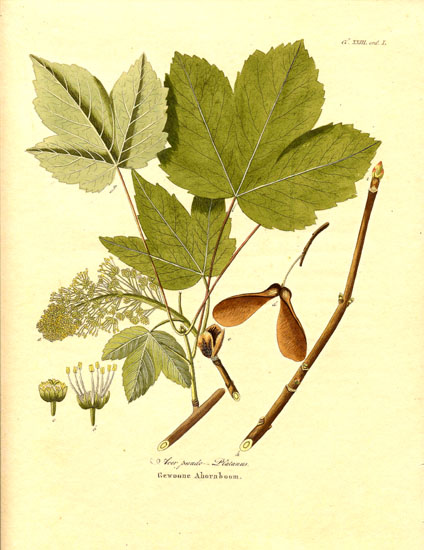 Image:Acer_pseudoplatanus.jpg