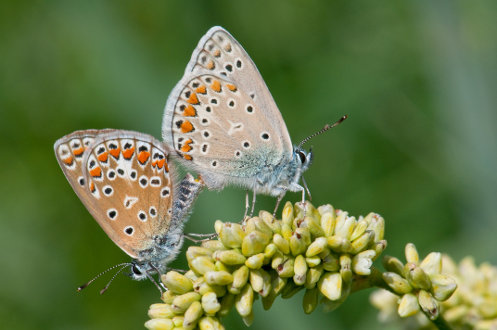 Argus bleu Polyommatus icarus JJ Carlier 6285.jpg