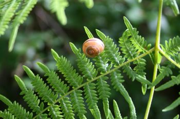 Image:Escargot_fougere_Massonne_1_Nicolas_MacaireBR.JPG