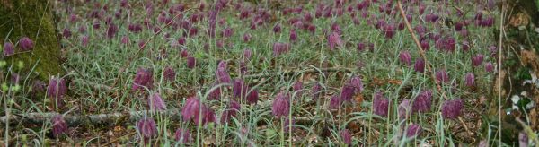 Image:Fritillaria_meleagris_bandeau_Nicolas_Macaire3466BR.jpg