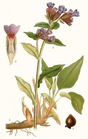 Pulmonaria officinalis.jpg