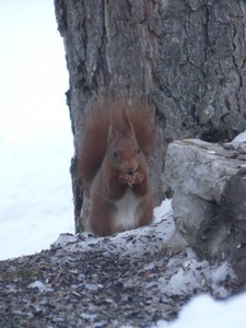 Image:22-02-10_Ecureuils_005.JPG