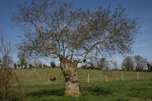 Image:Arbre_têtard_Ile_Hiers_1_Nicolas_MacaireBR.jpg