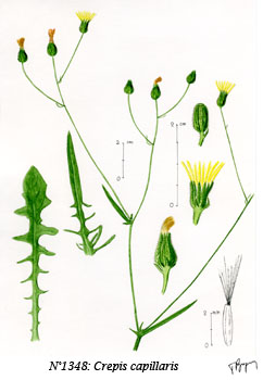 Image:Crepis_capillaris.jpg