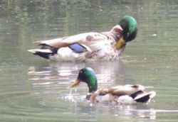 Canard colvert Joelle Gouin.jpg