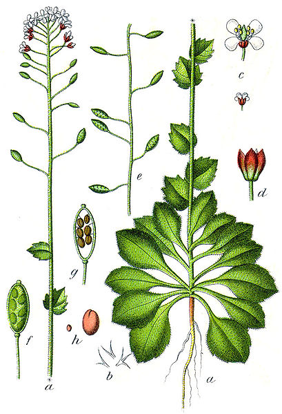 Image:Draba_muralis.jpg