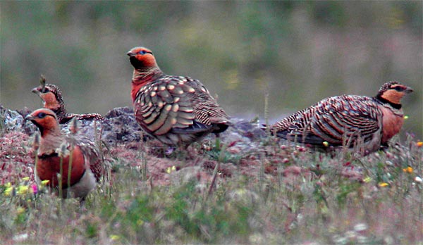 Image:Ganga_cata_Pterocles_alchata_LPO_Ch_Ardenne.jpg