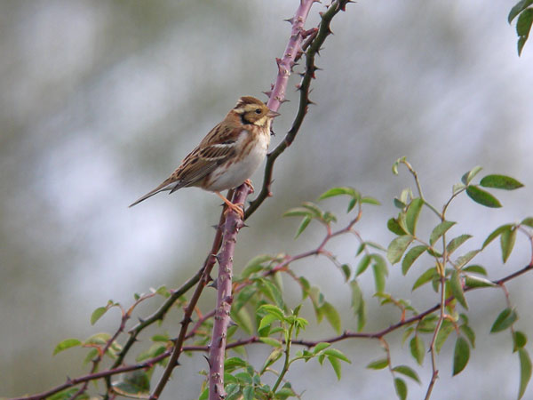 Image:Bruant_rustique_Emberiza_rustica_LPO_Franche_Comte.jpg