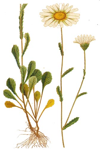 Image:Leucanthemum_vulgare.jpg