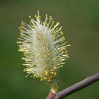 Chaton saule Nicolas MacaireBR.jpg