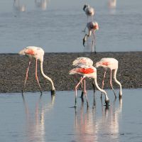 Image:Flamants_roses_2_Nicolas_MacaireBR.jpg